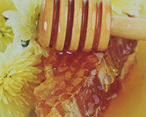 زنبورهای عسل چگونه زندگی می‌کنند